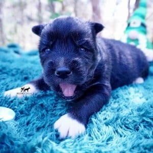 Siberian Husky Puppies For Sale
