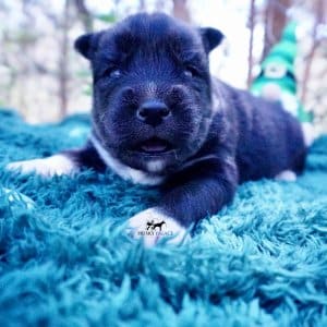 Siberian Husky Puppies For Sale