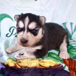 Blue Eye Husky