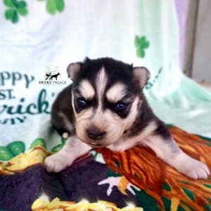 Blue Eye Husky
