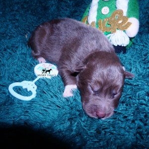 Siberian Husky Puppies For Sale
