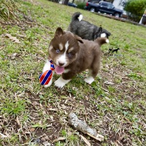 Pure Husky