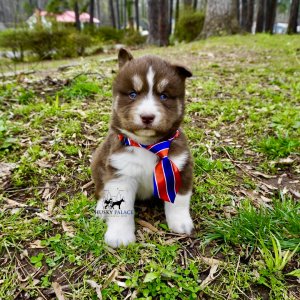Pure Husky