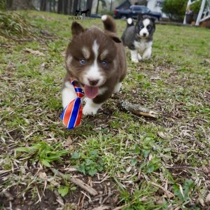 Pure Husky