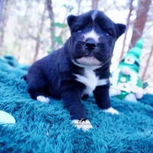 Siberian Husky Puppies For Sale