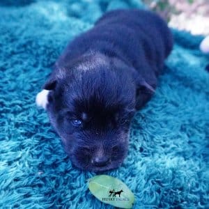 Siberian Husky Puppies For Sale