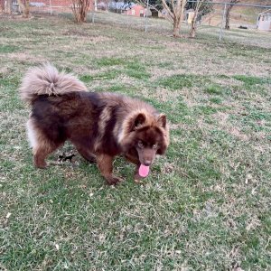 akc solid brown husky