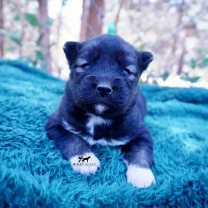 Siberian Husky Puppies For Sale