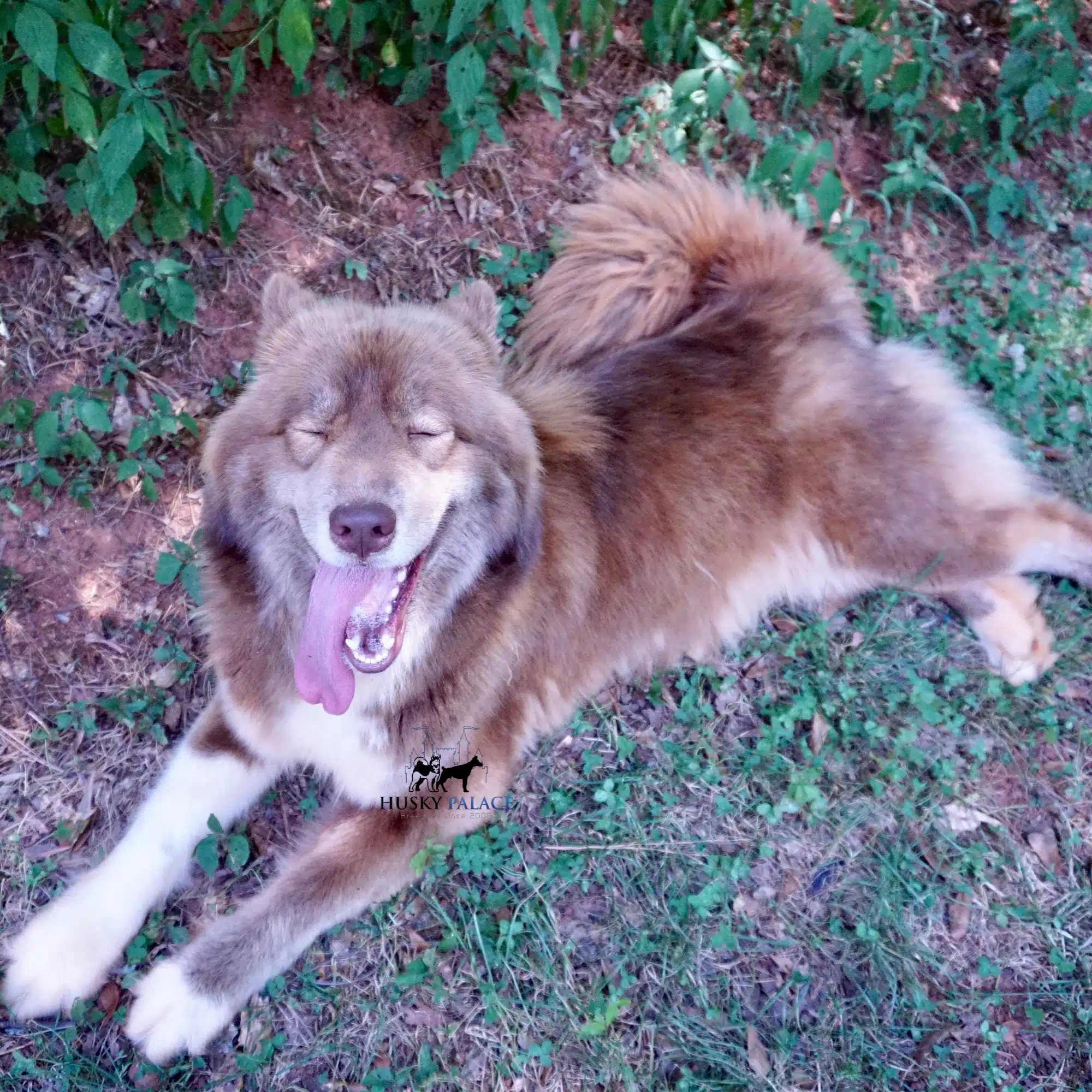 vitani husky for sale vitani