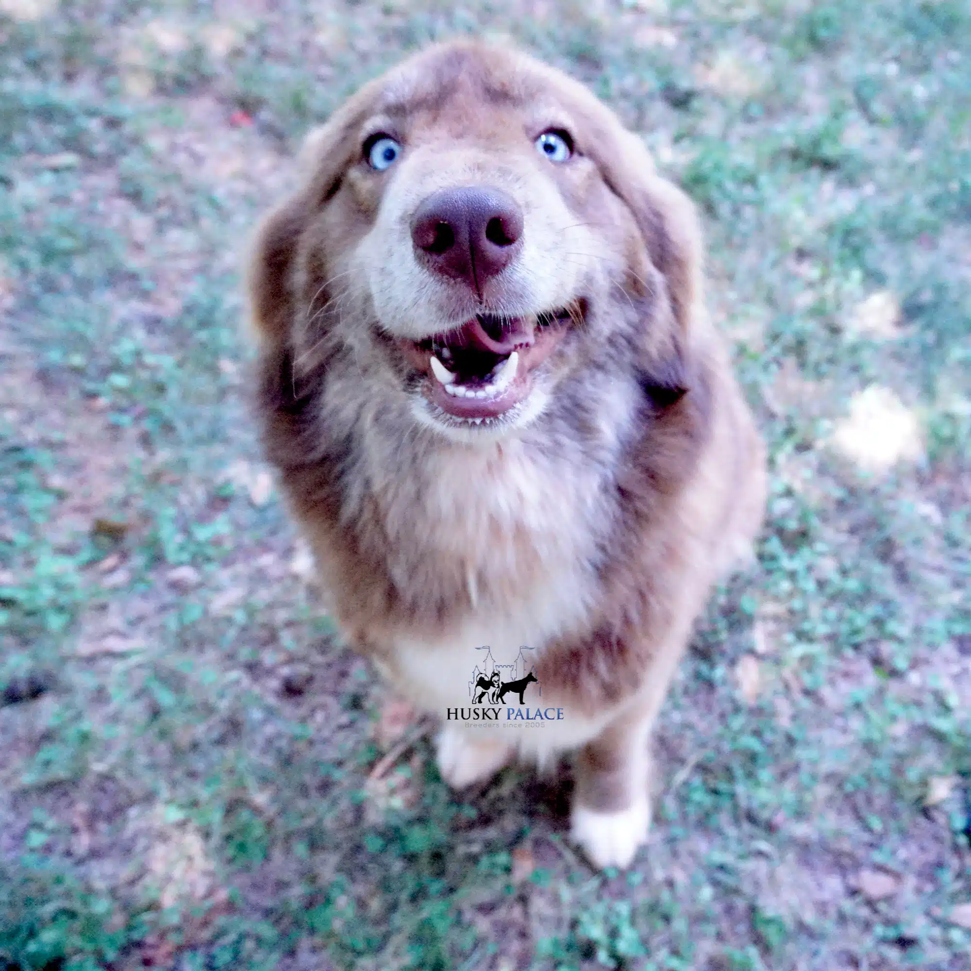 vitani solid brown siberian husky vitani