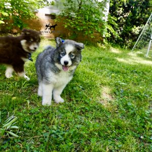 AKC Breeder