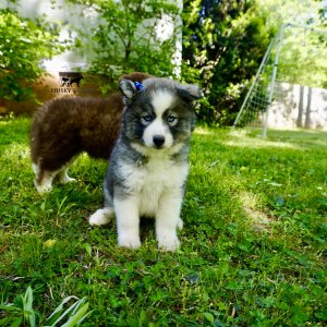 AKC Breeder