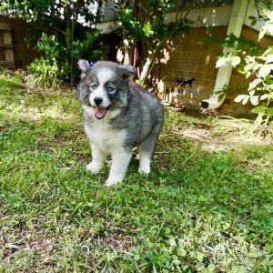 AKC Breeder