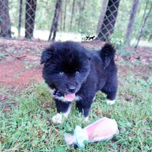 AKC Breeders