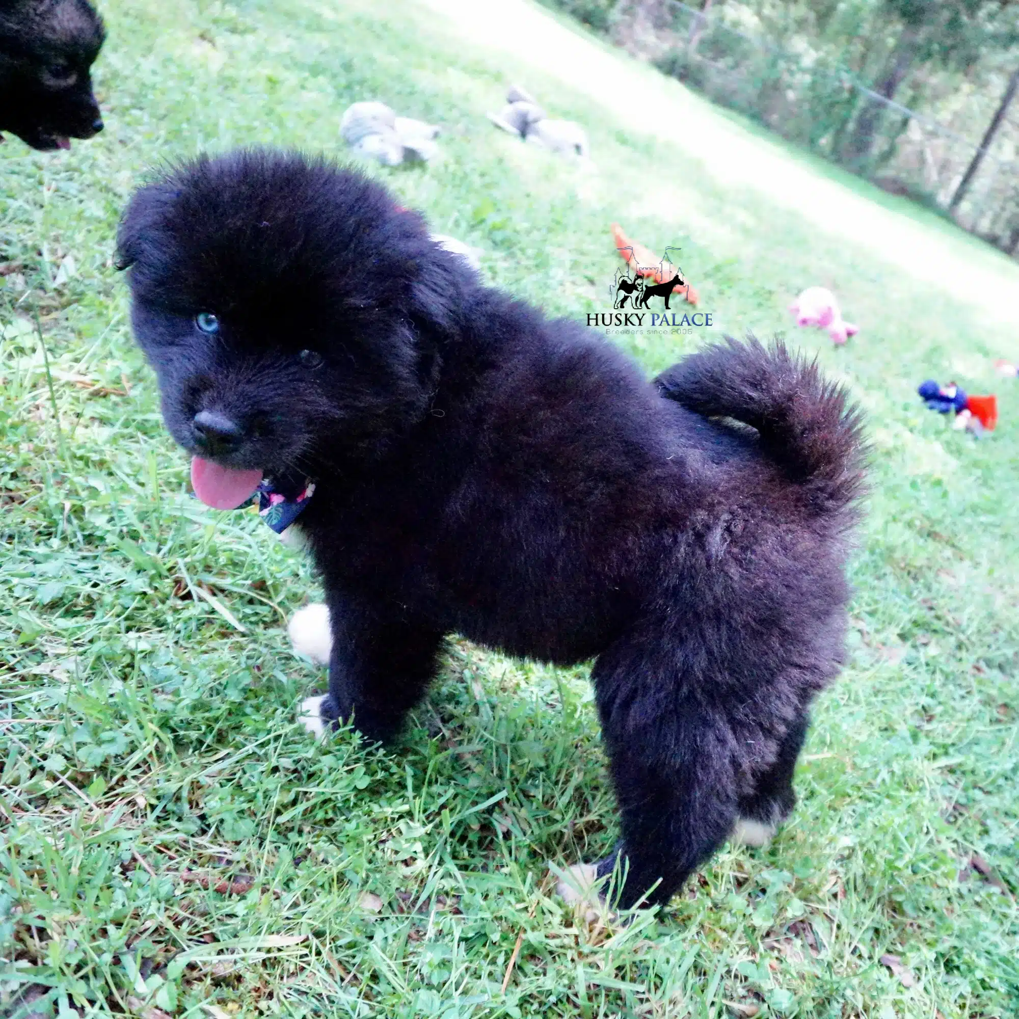 AKC Breeders