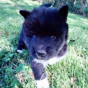 AKC Breeders