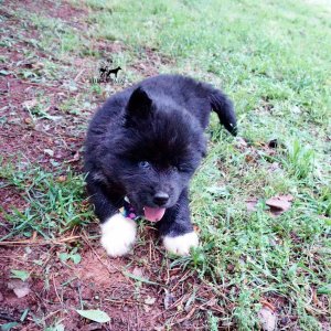 AKC Breeders