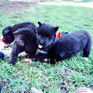AKC Breeders