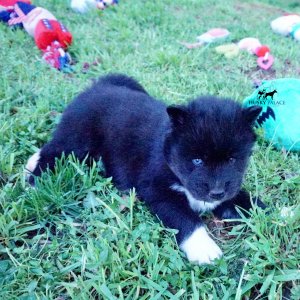 AKC Breeders