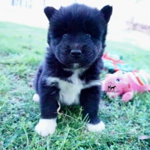 AKC Breeders