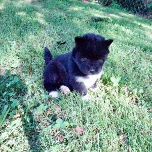 AKC Breeders