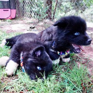 AKC Breeders