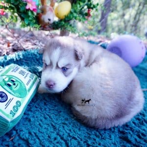 AKC Huskies