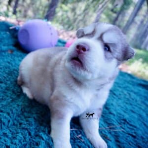 AKC Huskies