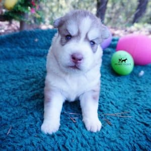 AKC Huskies