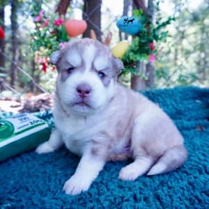 AKC Huskies