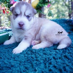 AKC Huskies