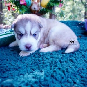 AKC Huskies