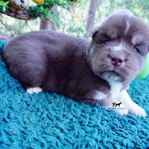AKC Husky Puppies
