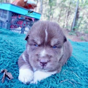 AKC Husky Puppies