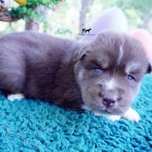 AKC Husky Puppies