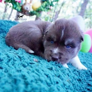 AKC Husky Puppies