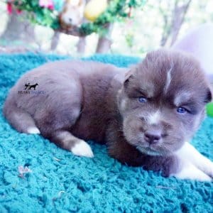AKC Husky Puppies