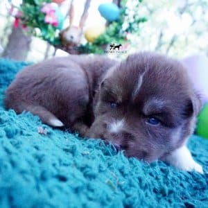 AKC Husky Puppies