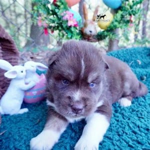 AKC Husky Puppies