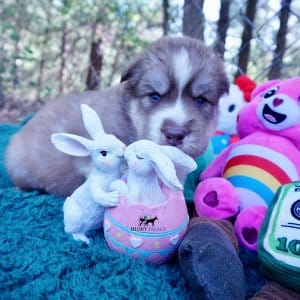 AKC Siberian Huskies