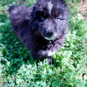 AKC Siberian Husky Puppies