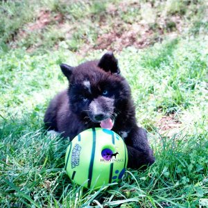 AKC Siberian Husky Puppies