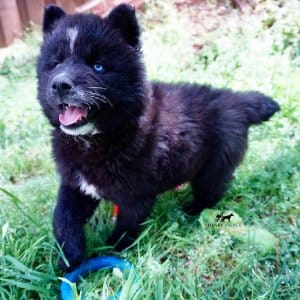 AKC Siberian Husky Puppies