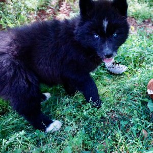 AKC Siberian Husky Puppies