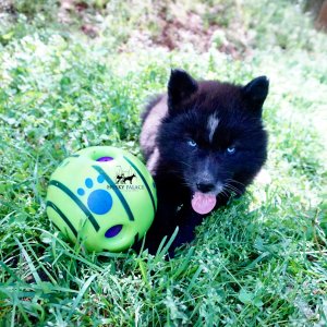 AKC Siberian Husky Puppies