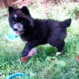 AKC Siberian Husky Puppies