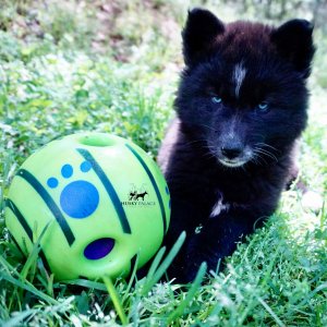AKC Siberian Husky Puppies