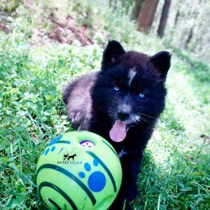 AKC Siberian Husky Puppies