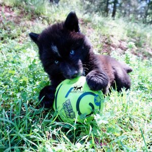 AKC Siberian Husky Puppies