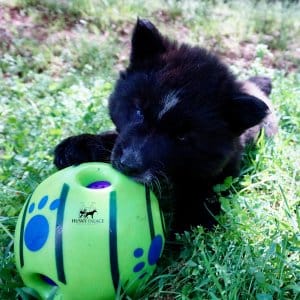 AKC Siberian Husky Puppies